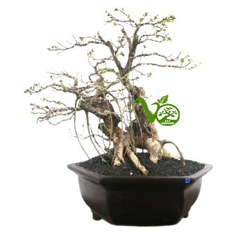Bonsai Kimeng (ficus microcarpa) no3