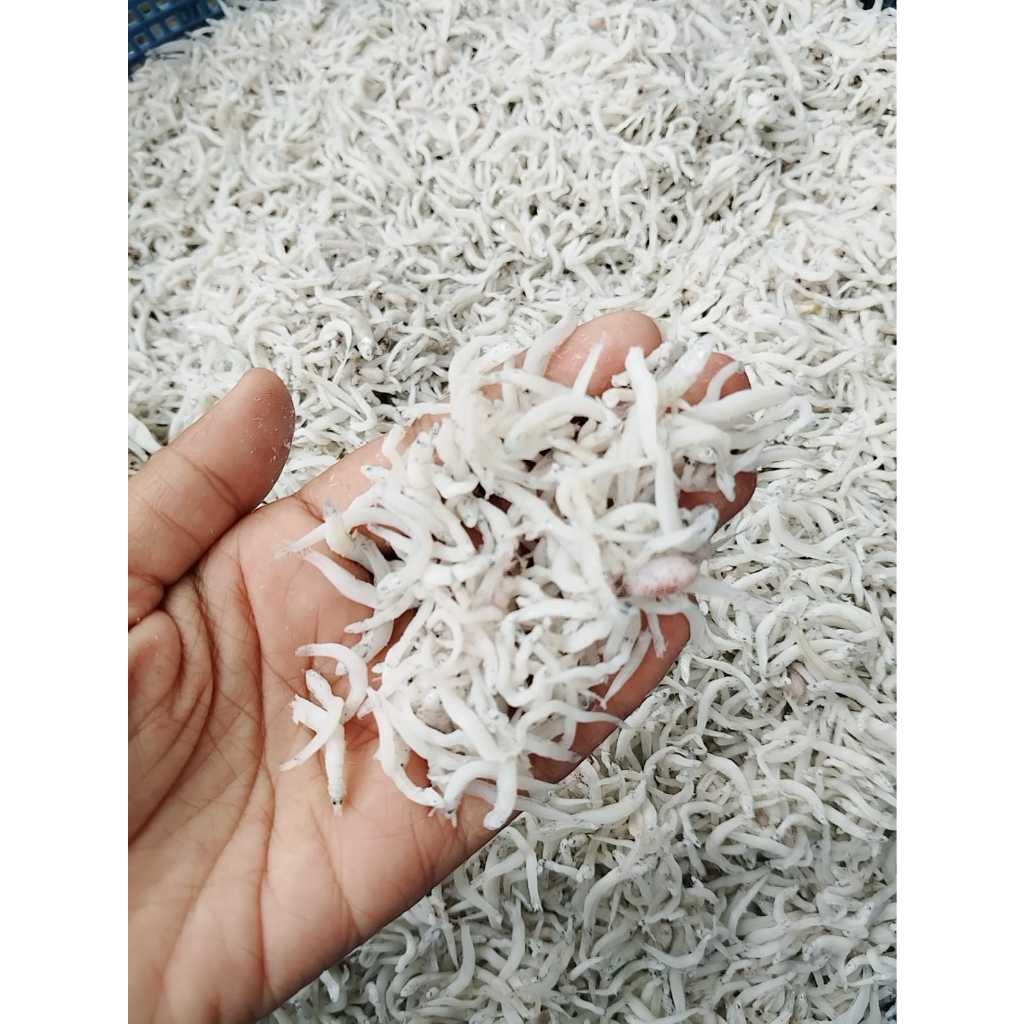 

Ikan teri nasi medan premium super teri toge kemasan 500gr