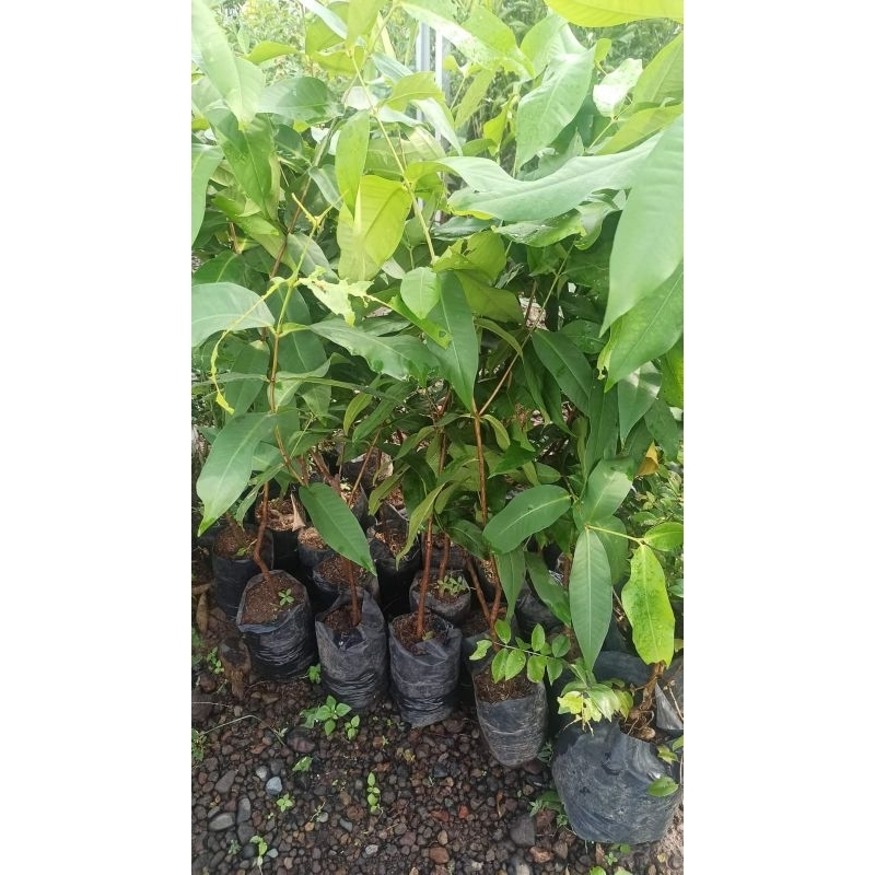 JAMBU DELI SUPER