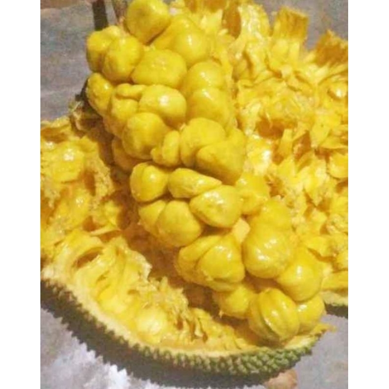 

BUAH CEMPEDAK SUPER MANIS 1 BUAH/NANGKA CEMPEDAK FRESH SUPER MANIS 1 BUAH