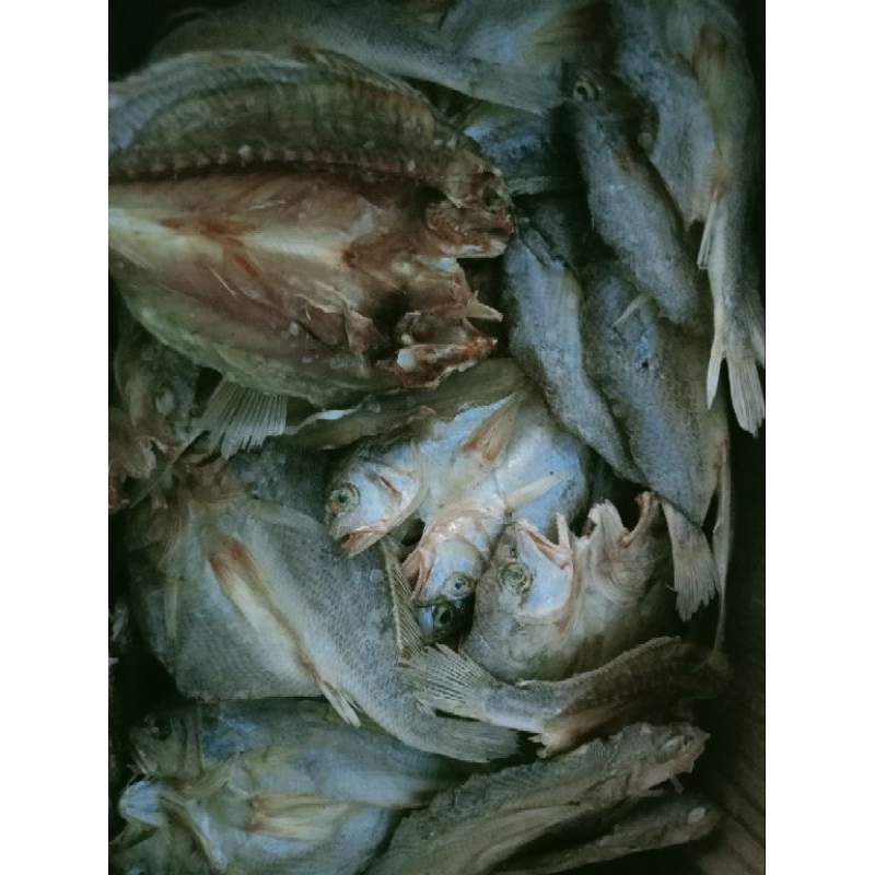 

Ikan Belekan Gulama 100 gram