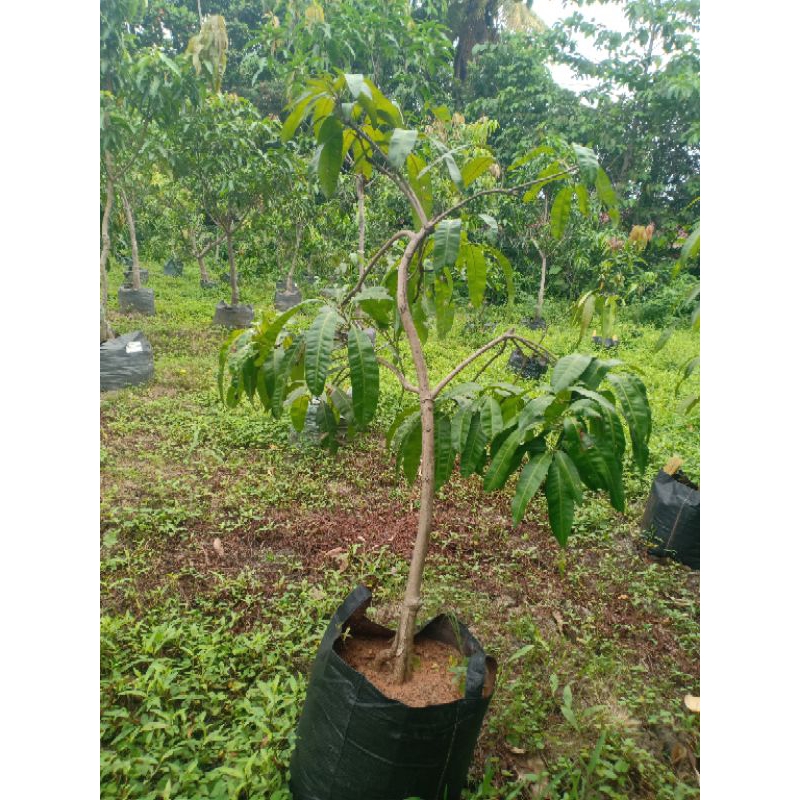 Bibit mangga Mahatir cangkok susu