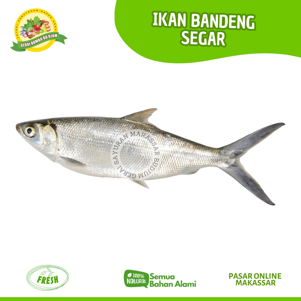 

IKAN BANDENG PUTIH IKAN BOLU FRESH PER EKOR MURAH BISA INSTAN DELIVERY IKAN ONLINE MAKASSAR