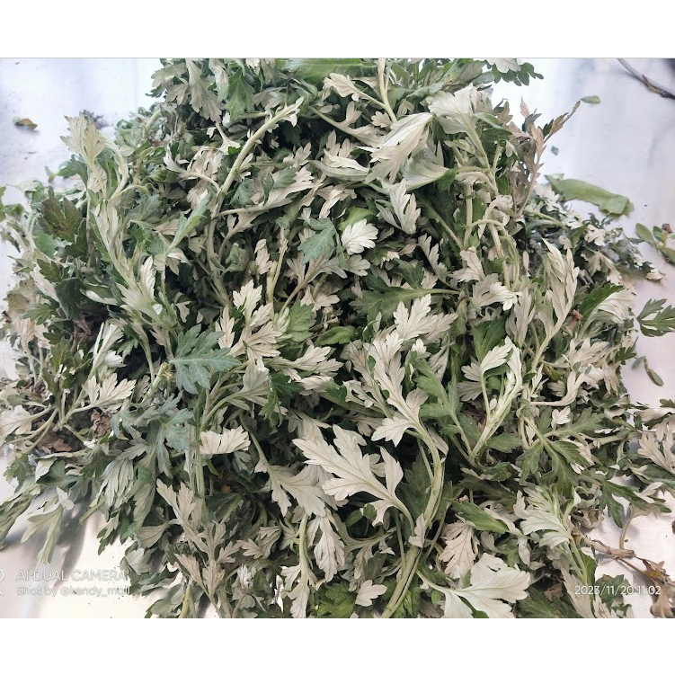 

Daun Lokat Mala Segar / Rumput daun baru cina / Daun Ngeh Segar