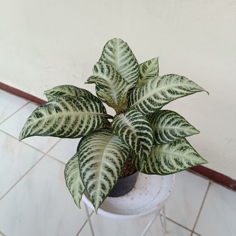 Tanaman Hias Apelandra Rimbun - Apelandra - Apelandra rimbun