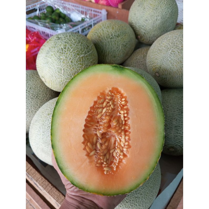 Melon Orange Lokal // Melon Orange Jawa // Melon Orange Merlin Manis, Fresh , Wangi & Juice