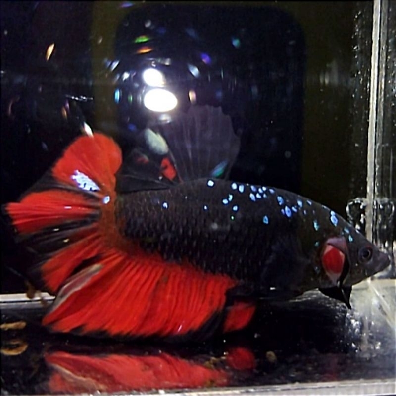 Ikan Cupang Giant Avatar