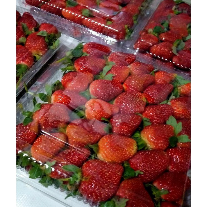 

HGYN0885 PALING AMPUH>>> PROMO TERMURAH BUAH STRAWBERRY FRESH PREMIUM