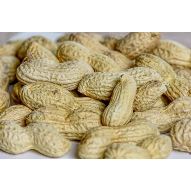

kacang asin 1bal 5kg