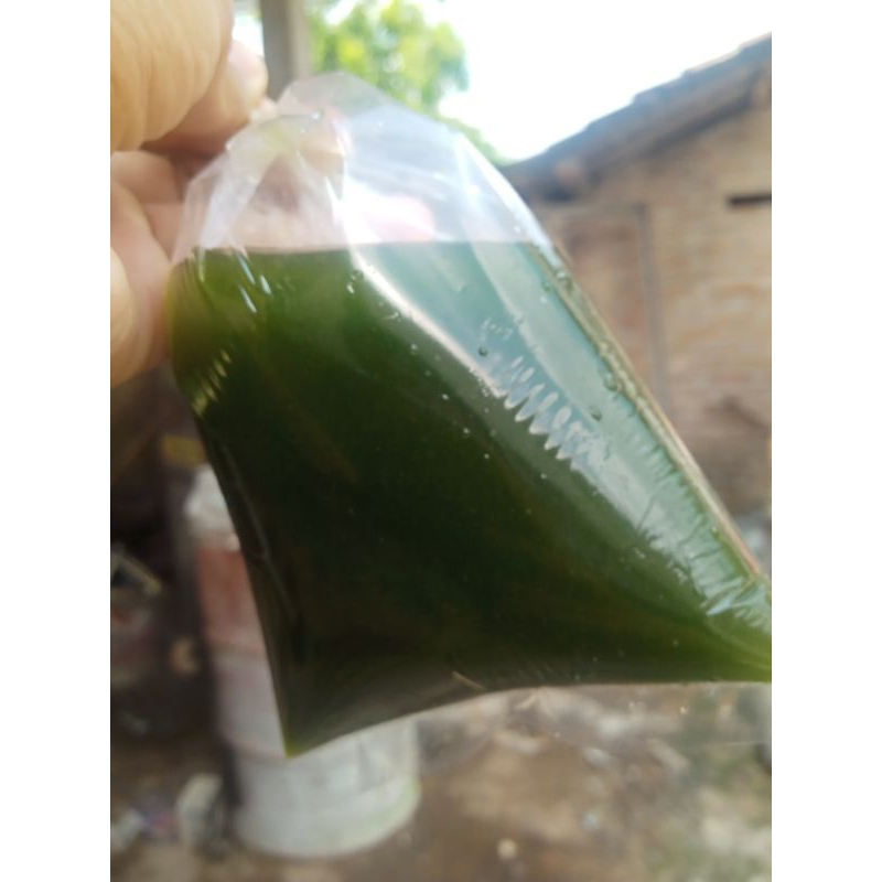 Air Hijau Keloh Lele Untuk pakan Kutu air (1) Bungkus