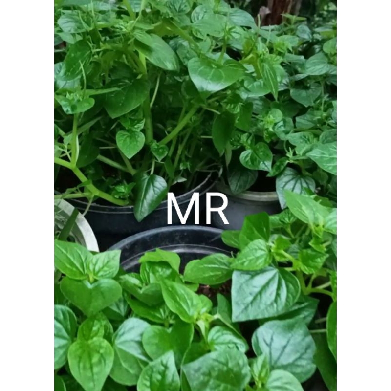 

Daun sirih cina ketumpang air segar