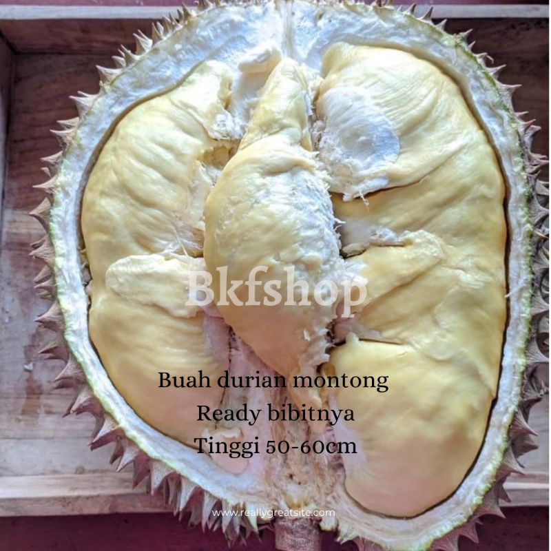 Bibit durian montong kaki 3 free pupuk npk mutiara