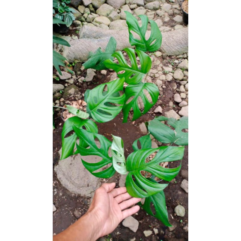 raphidophora pertusa