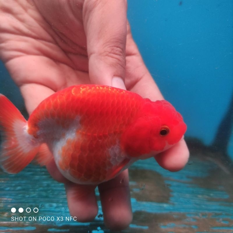Ranchu Buffalo
