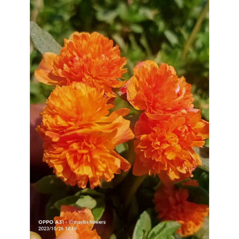 stek bunga krokot id jambul oren Sunkist jz