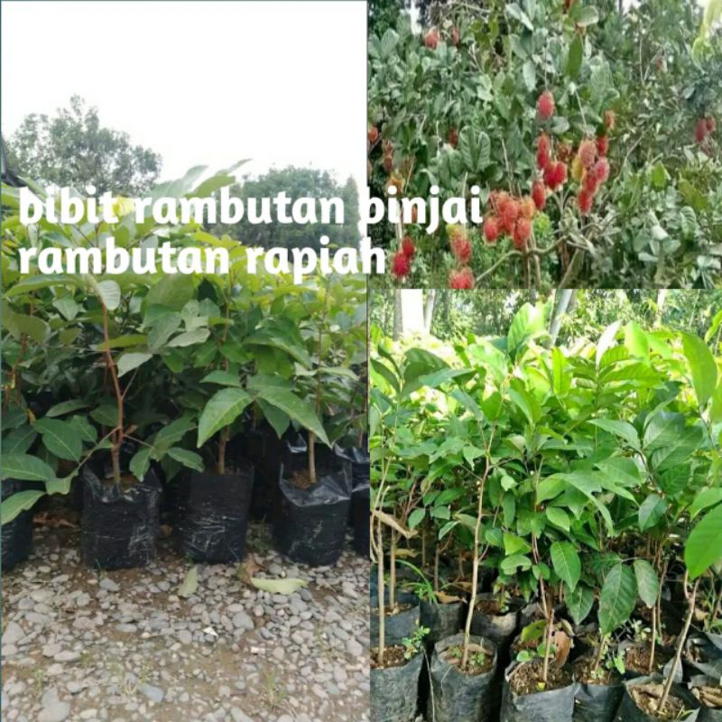 bibit rambutan Binjai & rapiah hasil okulasi.