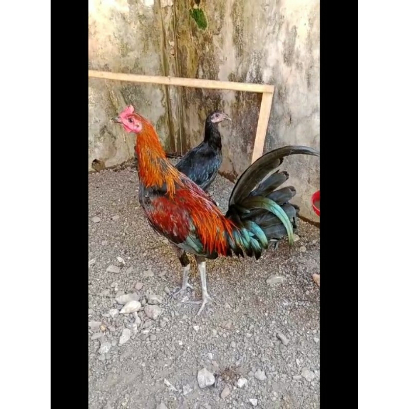 

Telur Jenis Ayam Madenan