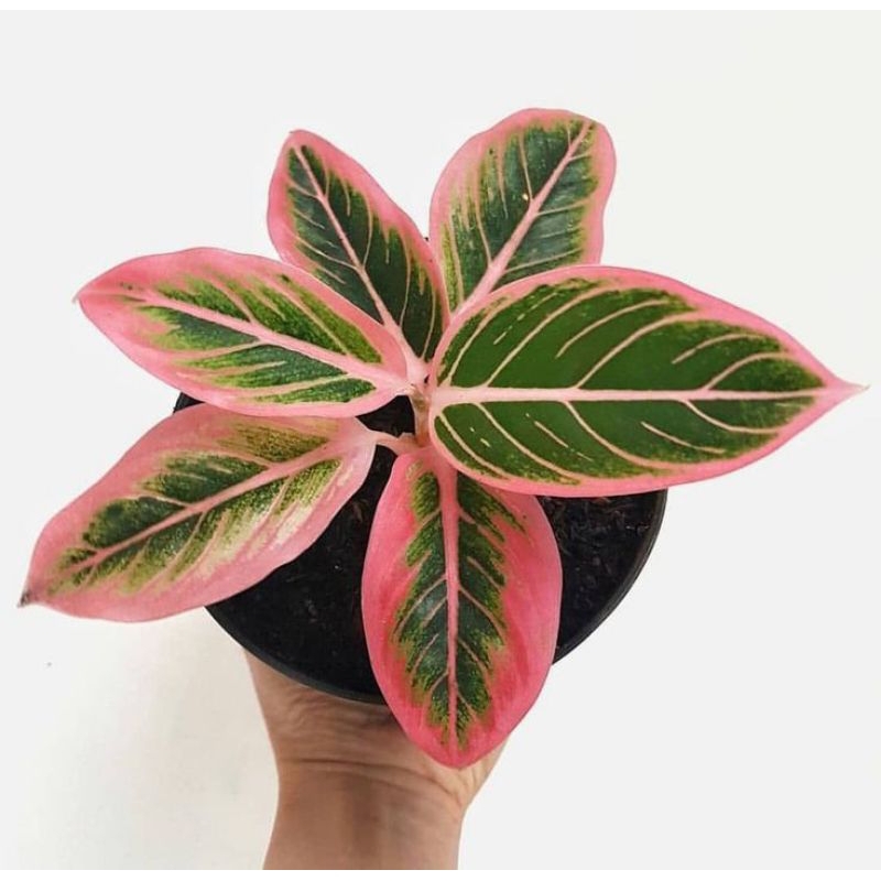 Bonggol aglonema lotus