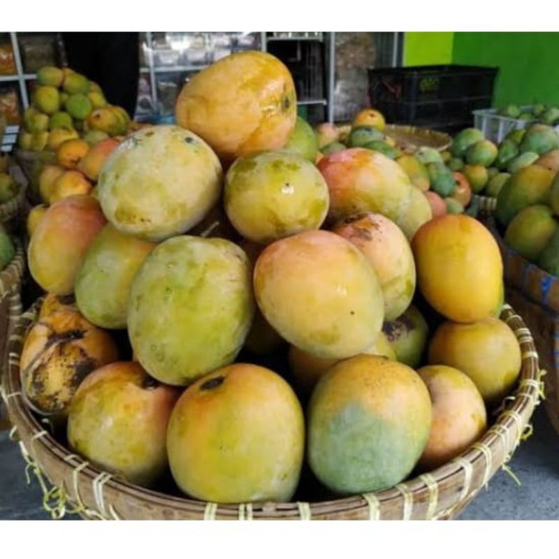 

Buah mangga indramayu segar 1 kg manis