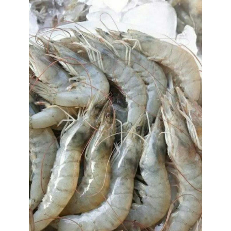 

undang vaname sedang segar fres 1kg