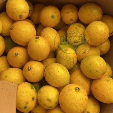 

ZVTS2787 DISKON!!!!!!! Jeruk Lemon California Grade B (Standart) 1KG Suur Lemoen ID