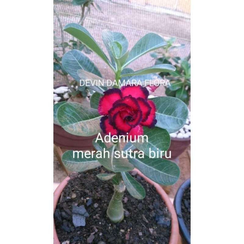 Tanaman hias ADENIUM bunga tumpuk merah sutra biru ADENIUM bunga tumpuk