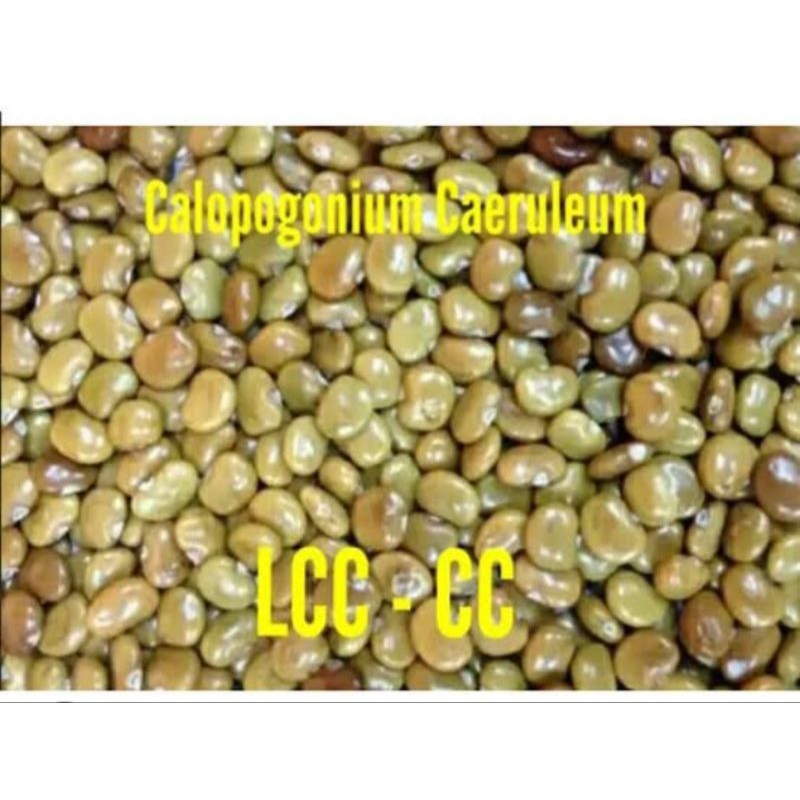 

⭐️⭐️⭐️⭐️⭐️ Benih biji CC Calopogonium Caeruleum super 1 kg