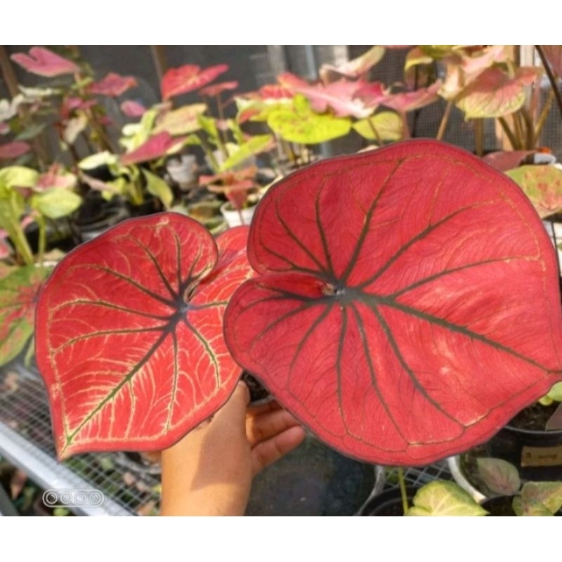 Caladium Mascota Thailand series~Keladi Mascota