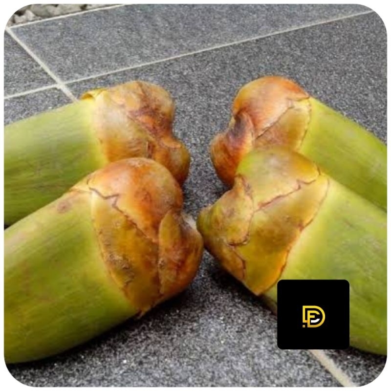 

Beluluk kelapa tembuluk kelapa buah kelapa kecil 10 buah-az