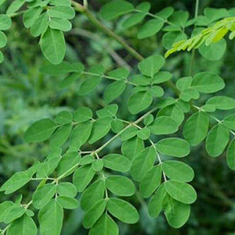

daun kelor segar 100 gram