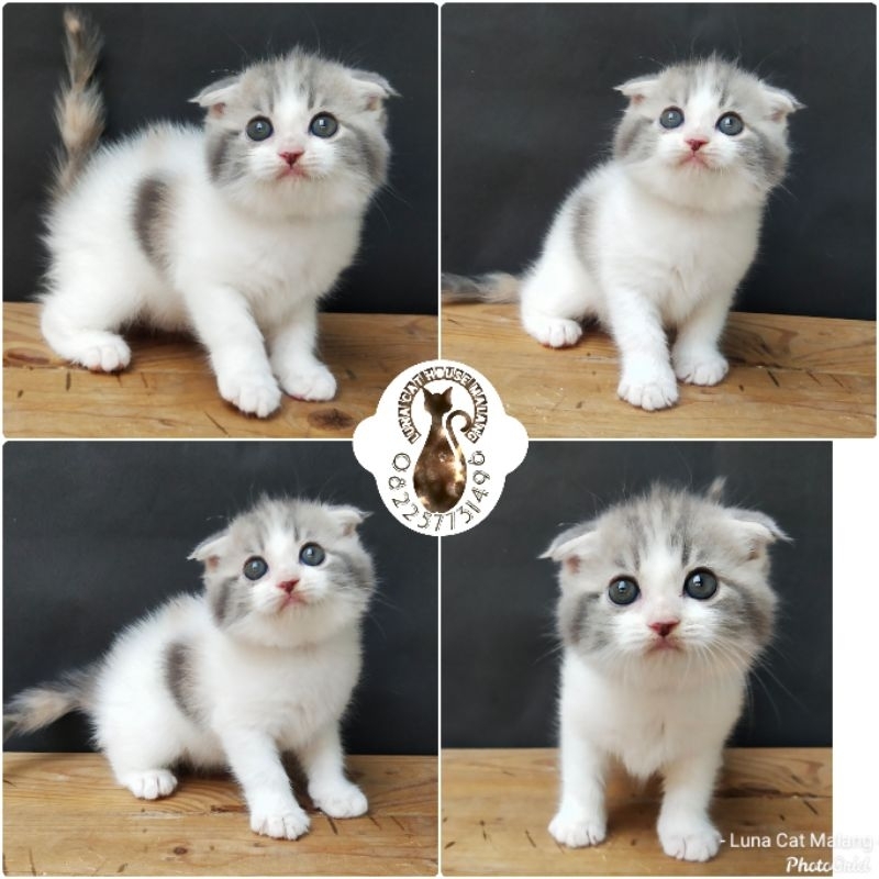 kucing scottish fold dan peaknose