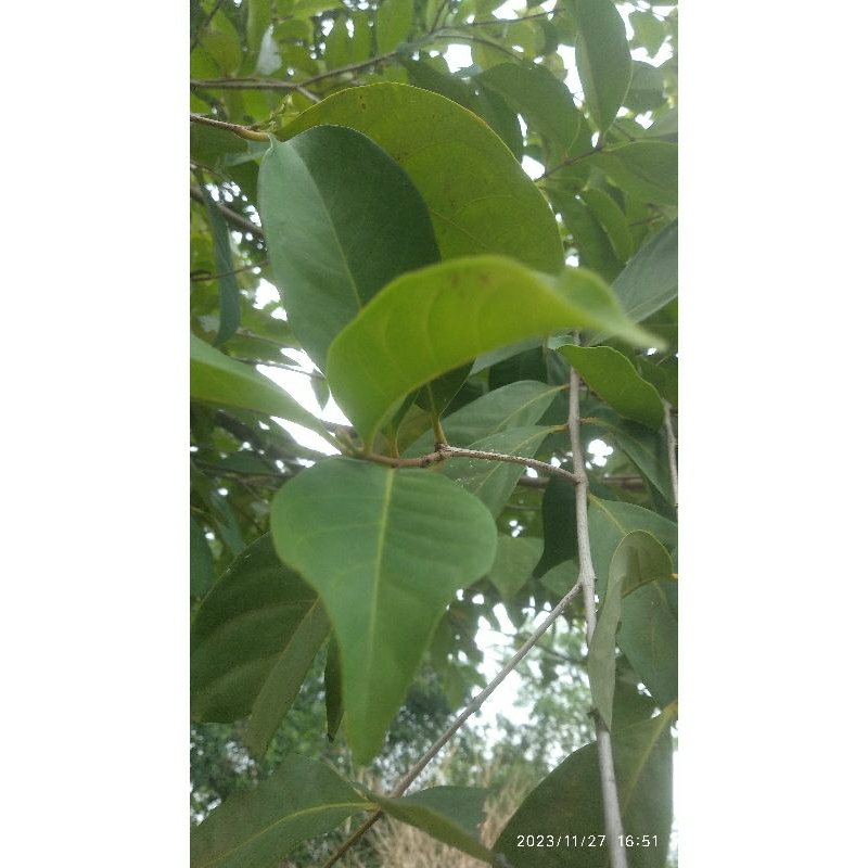 

daun salam segar 100 gram
