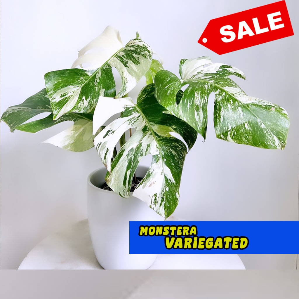 Monvar monstera varigata 1 daun cuting