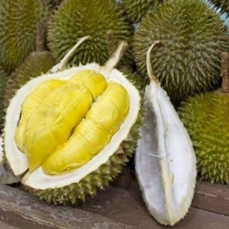 Bibit DURIAN MUSANGKING (Tinggi 1Meter)
