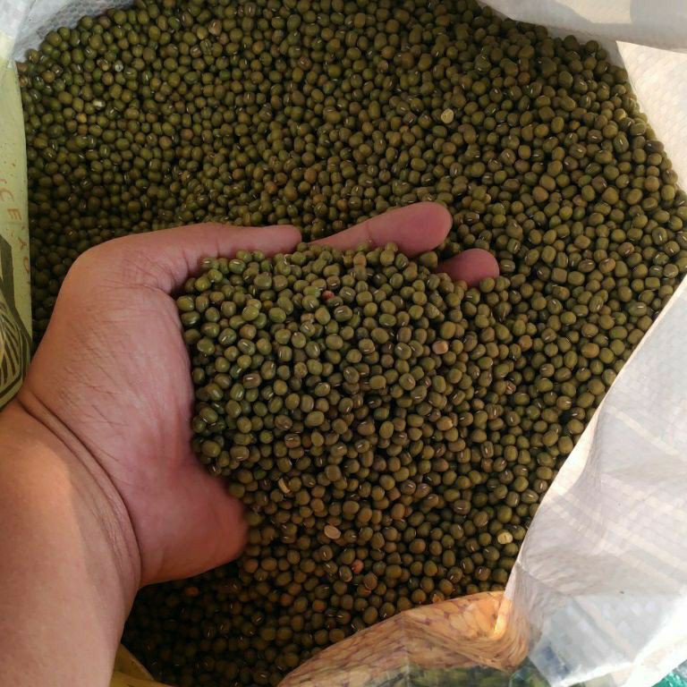 

MODEL CUI395 Kacang Hijau Premium Australia ACE 250 Gr