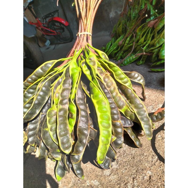 

PETE PETAI MATANG/MASAK POHON 10 PAPAN