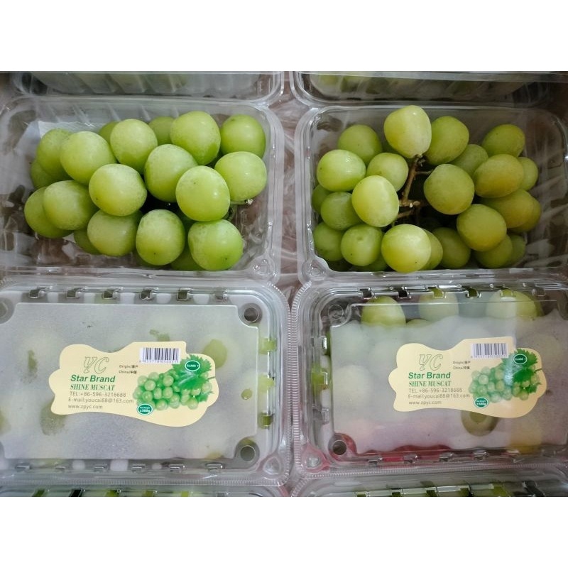 

Bisa COD ANGGUR SHINE MUSCAT PACK 500GR grosir