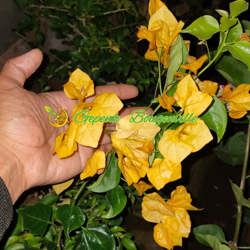 Bougenville Monalisa Kuning Bugenvil Import Ori