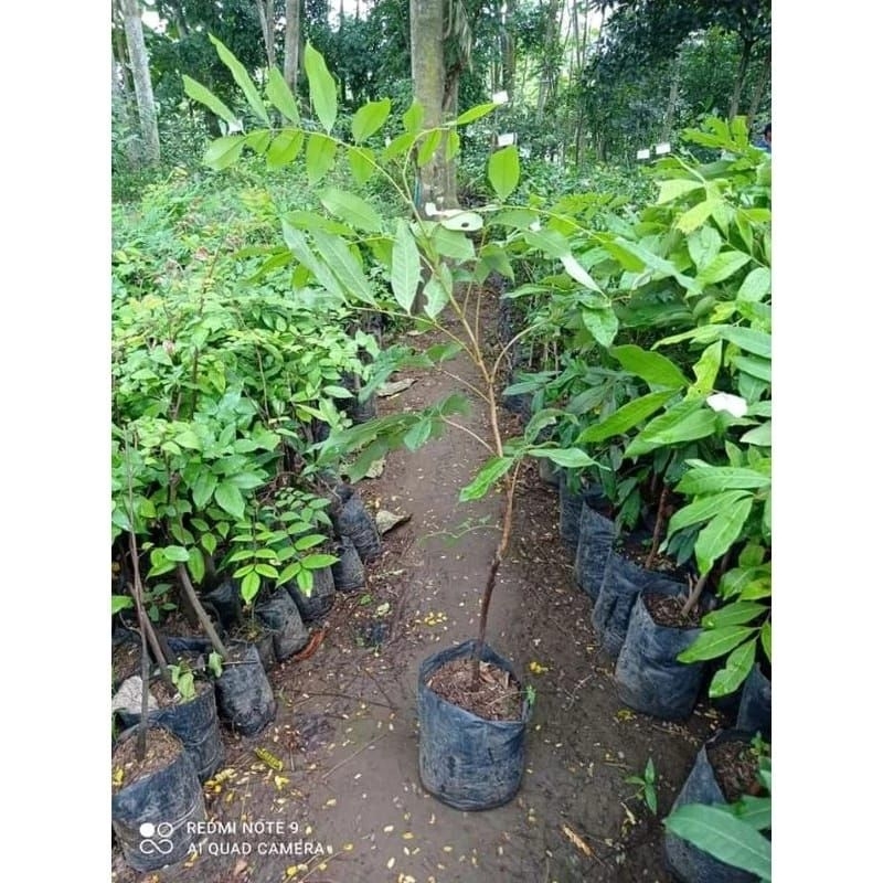 bibit kelengkeng mata lada unggul