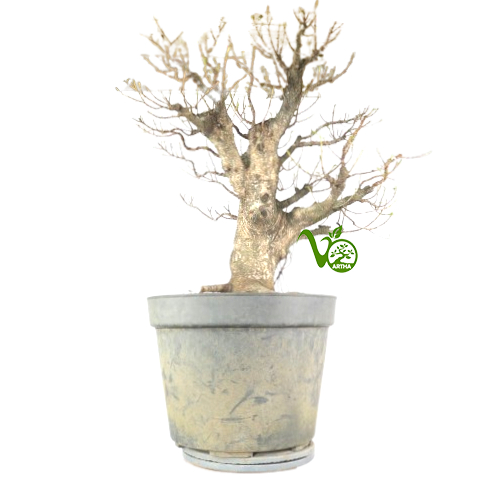 Bonsai Kimeng (ficus microcarpa) no7