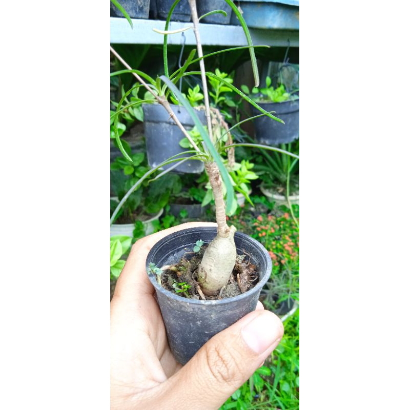 euphorbia hedyotoides caudex plant