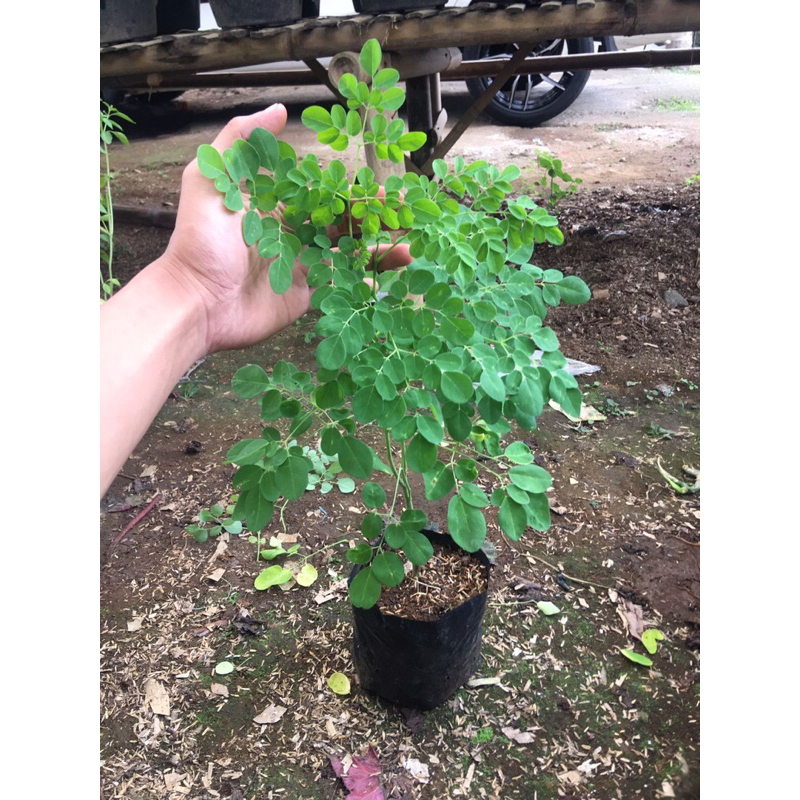 bibit pohon kelor | bibit kelor