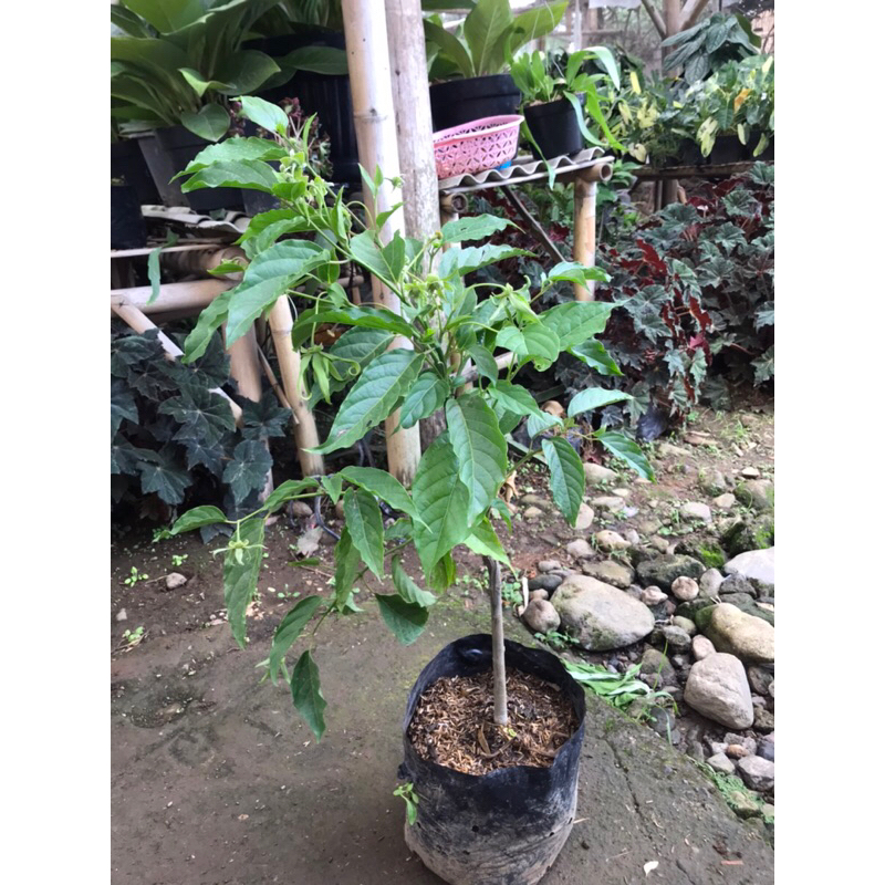 bibit pohon kenanga | bibit bunga kenanga