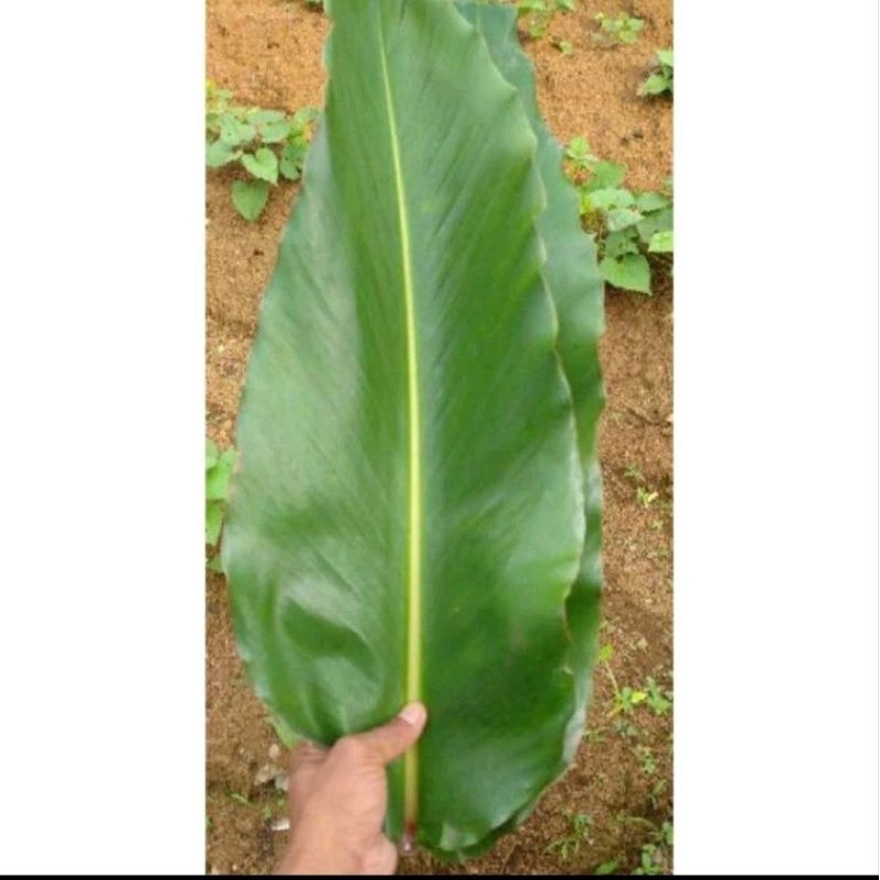 

DAUN HONJE/KECOMBARANG SEGAR 500GR