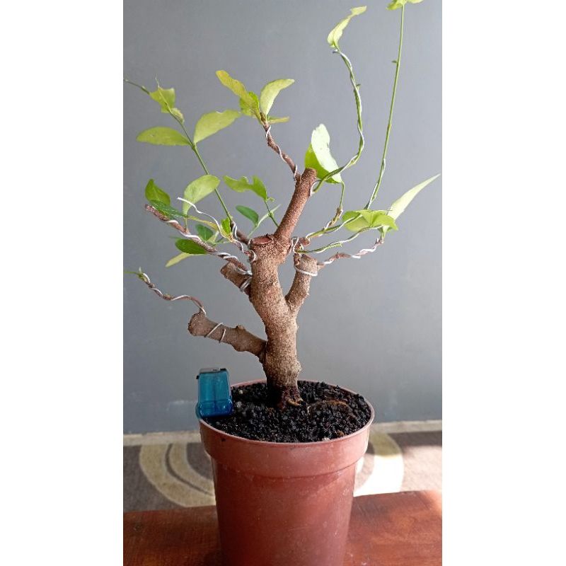 Bonsai Mame Sianci Kecut (Cherry)