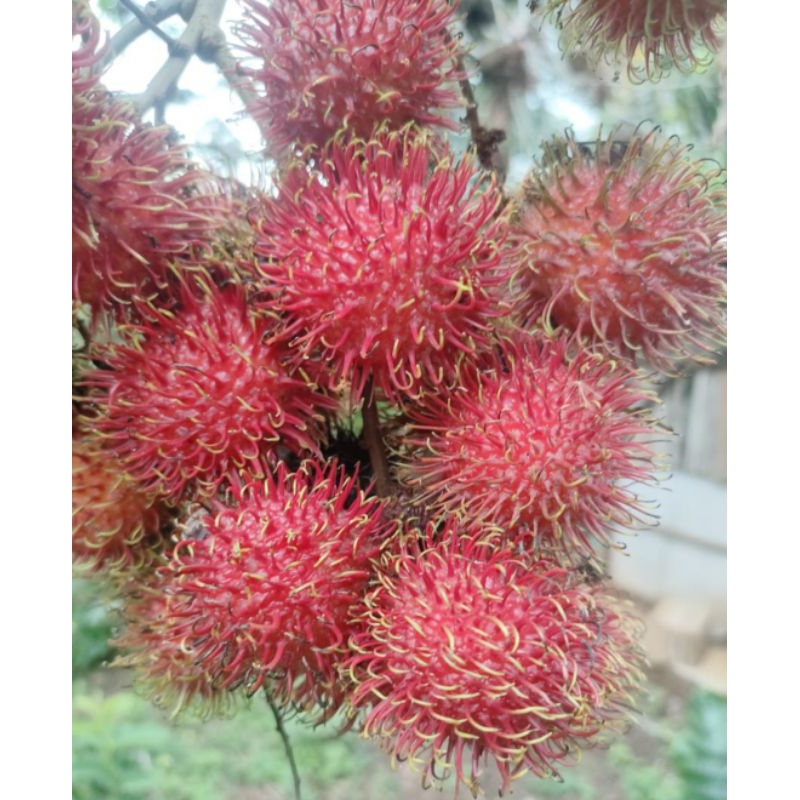 

Rambutan binjai manis fress dari pohon 1kg