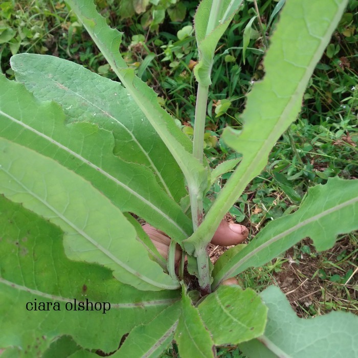 

Daun Tempuyung Segar 500 gram herbal alami