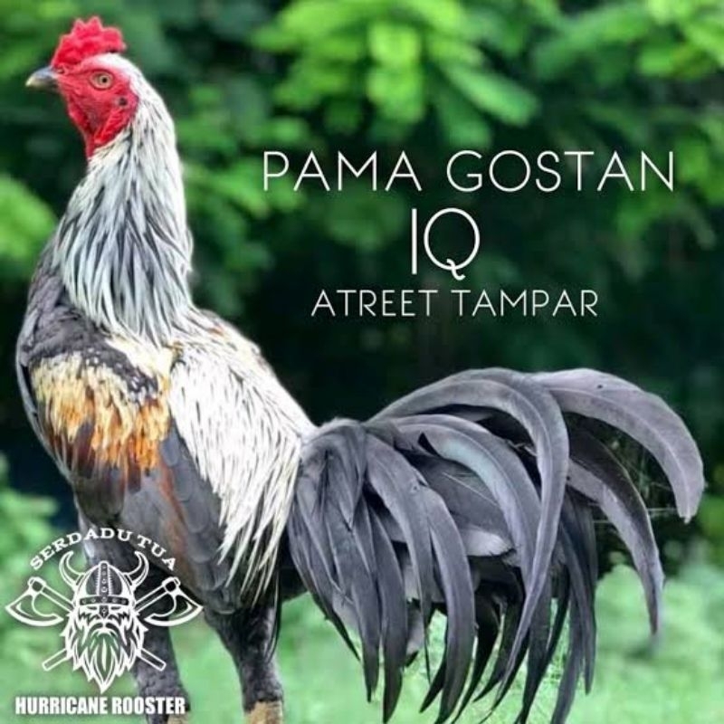 

AYAM PAMA GOSTAN IQ TELUR VVIP SIAP NETAS