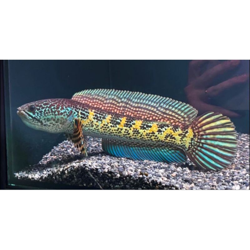 Channa Auranti 18-21cm Cocok buat Display grade A