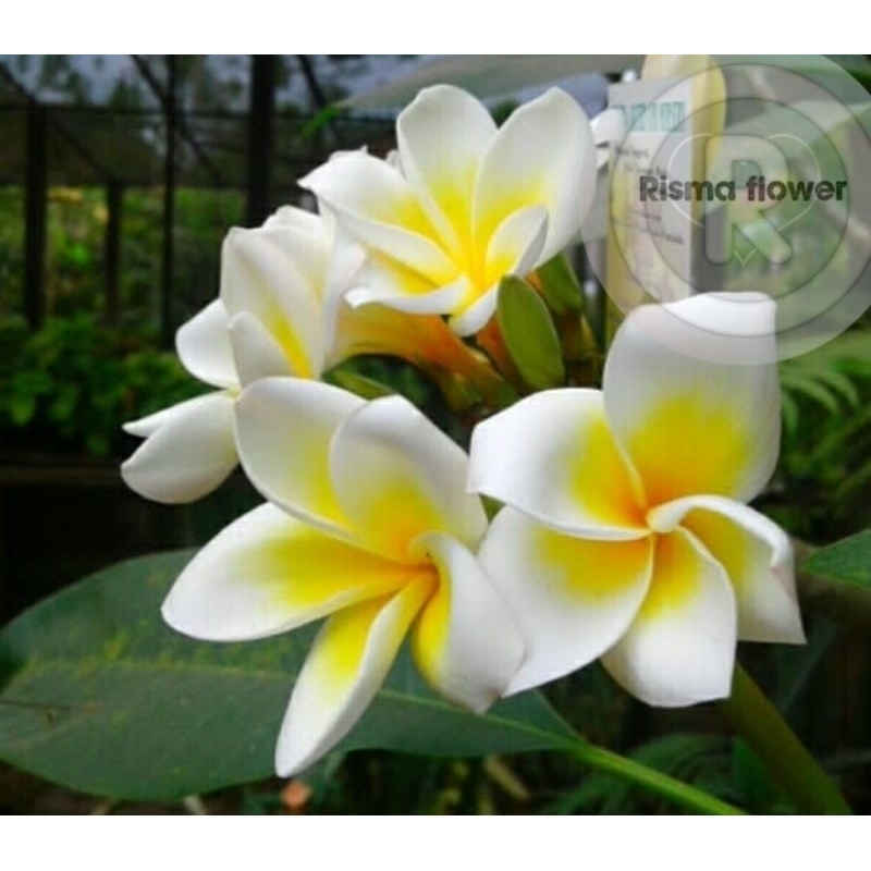 BUNGA KAMBOJA BALI PUTIH KUNING TINGGI ± 1 METER / TANAMAN HIAS KAMBOJA BALI TINGGI 1 METER